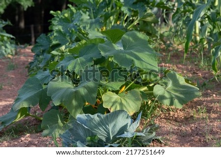 Picture of a row of zucchini and squash 