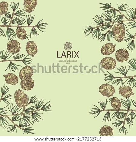 Background with larix: larch tree, larix branch and larch cone. Cosmetics and medical plant. Vector hand drawn illustration. Royalty-Free Stock Photo #2177252713
