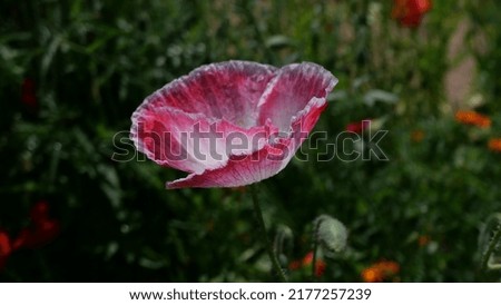 Beautiful pink and white poppy surrounded by blurred green foliage