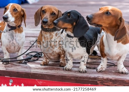 Four cute spotted pygmy dachshunds on a wooden podium. High quality photo