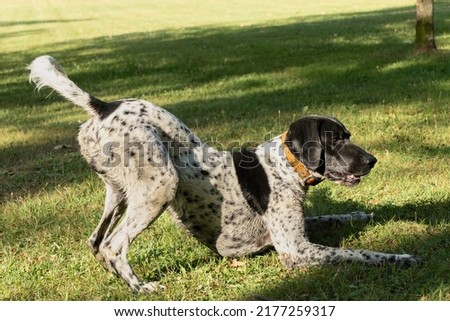 Black and white hunting dog in play position, front legs lying down and rear end in the air, ready to run, in a meadow Royalty-Free Stock Photo #2177259317