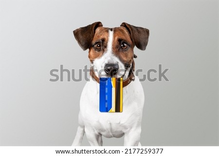 Cute puppy dog holding bank credit card in mouth, waiting online sale. Shopping investment banking finance concept