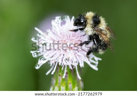 A wet Red-belted Bumble Bee is resting on a Canada Thistle flower after the rain. Taylor Creek Park, Toronto, Ontario, Canada. Royalty-Free Stock Photo #2177262979