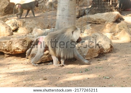 Baboon monkeys at the zoo