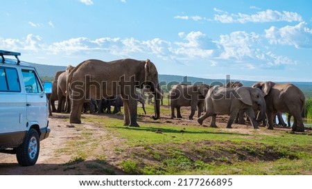 Elephants bathing, Addo Elephant Park South Africa, Family of Elephants in Addo Elephant park, Elephants taking a bath in a water poolwith mud. African Elephants Royalty-Free Stock Photo #2177266895