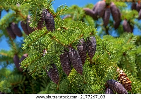 Needles and cones of Picea mariana, black spruce.
 Royalty-Free Stock Photo #2177267103