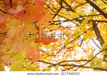 Yellow and red autumn maple leaves in park against sky, airy tree branches, closeup