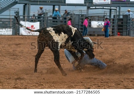 A cowboy attempts to wrestle a steer to the ground during competition at a rodeo and the dirt is flying