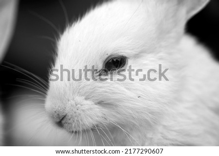 Portrait of cute baby Rabbit. Rabbit animal face closeup view. Rabbit looking on camera. 