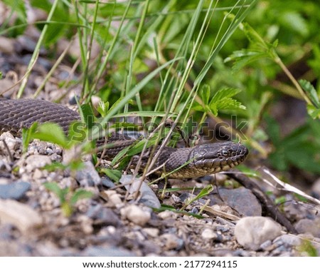 Snake close-up profile view crawling on gravel rocks with a background foliage, in its environment and habitat surrounding. 