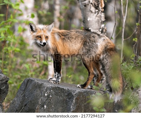 Red fox close-up standing on a big rock with forest background in its habitat and environment. Picture. Portrait. Fox Image.