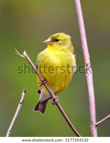 Yellow Warbler bird perched on branch with blur background in its environment and habitat surrounding displaying yellow plumage feather. 
