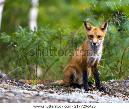 Red Fox close-up profile view sitting and looking at camera with blur forest and foliage background in its environment and habitat surrounding. Fox Image.