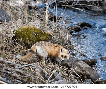 Red Fox close-up by the river in the spring season with moss rock and water background  in its environment and habitat. Fox Image. Picture. Portrait.