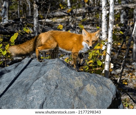 Red fox close-up standing on a big rock and looking at camera with a blur birch forest background in its environment and habitat. Fox Image. Picture. Portrait.