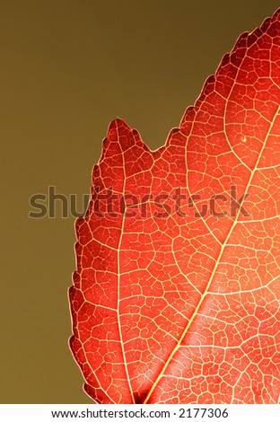 Red Leaf closeup