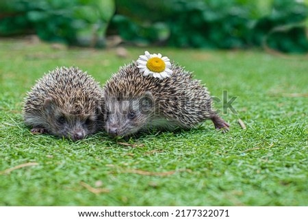 two small hedgehogs with chamomile on the grass