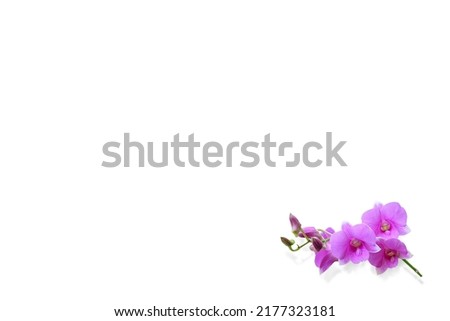 Isolated image of purple orchids for use as a background or texture on a white background.