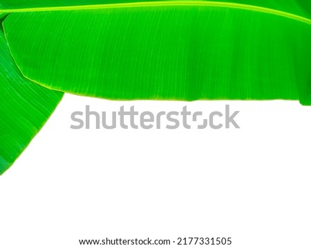 Big banana leaf. Top of the picture. Bright green banana leaves. Banana leaves from the tropics of Asia. Banana leaves are not full. copy space and white background