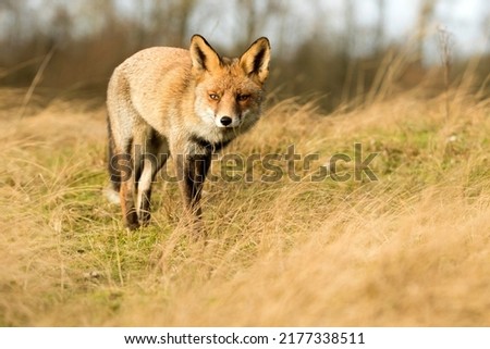 Red Fox Standing in A Green Nature Background in A National Park