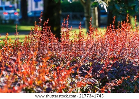 red foliage of plant barberry under sun beams, mid autumn. texture of red and green leaves on blurred urban park background. autumn leaf background with copy space, selective focus.
