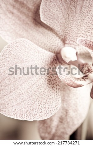Abstract background with orchid