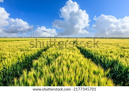 Fresh ears of green wheat on nature in spring field. Agriculture scene. Green Wheat field nature landscape.