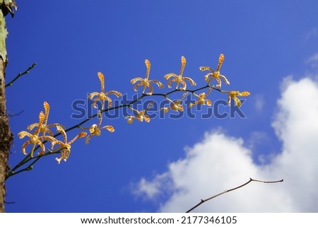 Orchid againts the beautiful blue sky