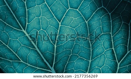 Plant leaf closeup. Mosaic pattern of  cells and veins. Wallpaper on vegetable theme. Abstract nature structure. Blue green tinted background. Horseradish leaf. Macro Royalty-Free Stock Photo #2177356269