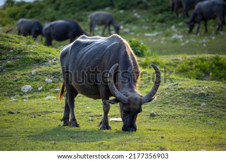 buffalo walking to eat grass