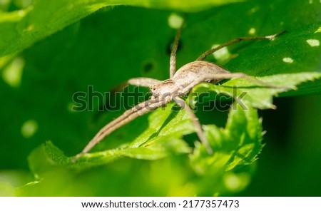 Spider on a green leaf in nature. Macro