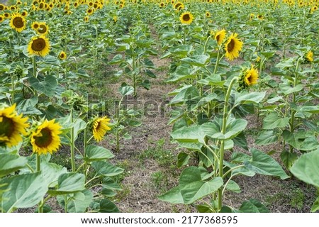 oil sunflower production with yellow inflorescences