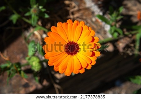 Calendula Officinalis Flower, also known as pot marigold, common marigold, ruddles, Mary's gold or Scotch marigold
