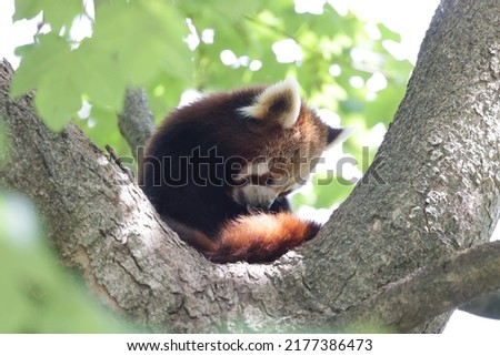 Cute red panda sitting on tree