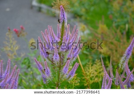 bed of colorful prairie flowers in an urban environment attractive to insects and butterflies, mulched by gravel. on the corners of the essential oil large boulders against crossing the edges  Royalty-Free Stock Photo #2177398641