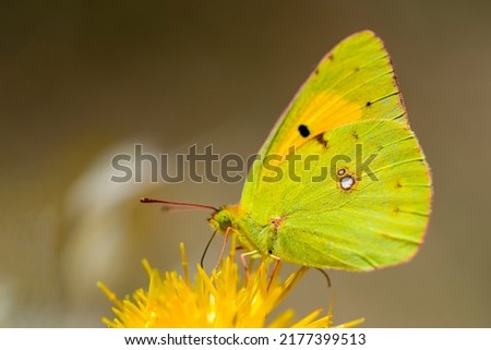 Yellow butterfly (Colias croceus) feeding on flower nectar on light background.
