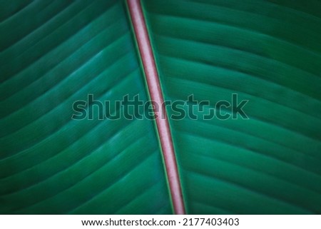 Banana green leaf closeup background use us space for text or image backdrop design. Texture background backlight fresh green leaf