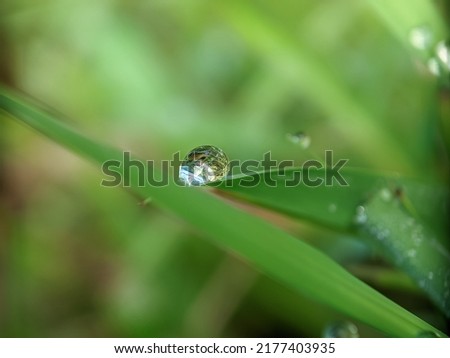 dewdrops on the leaf, macro photography, extreme close up