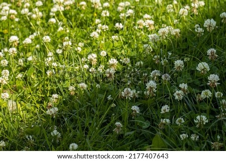 White clover, green grass and games of light and shadow.
