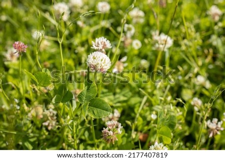 White clover in green grass near the house in summer. Happy leaves. Tea for winter.