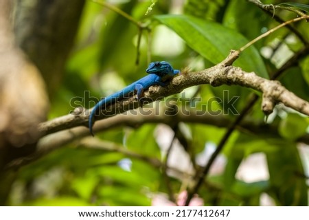A critically endangered turquoise dwarf gecko, Lygodactylus williamsi. Also known as a William's dwarf gecko, or electric blue gecko at Jersey zoo. Royalty-Free Stock Photo #2177412647