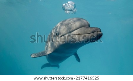 Young curious bottlenose dolphin looks at in camera and smiles blowing air bubbles. Dolphin Selfie, Close-up Royalty-Free Stock Photo #2177416525
