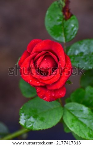 A beautiful red rose in the garden