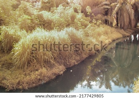 infrared image scene of foliage around the plantation lake.