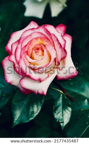 A picture that shows an attractive and beautiful rose