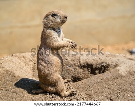 A prairie dog standing on its hind legs and observing the surroundings, Prague Zoo