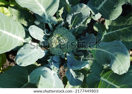 Cauliflower on a bed in a private garden, close-up.