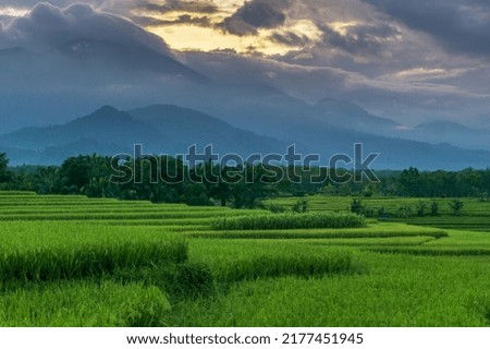 the morning view on the road in the green and fertile rice field area of ​​​​Indonesia on a sunny morning