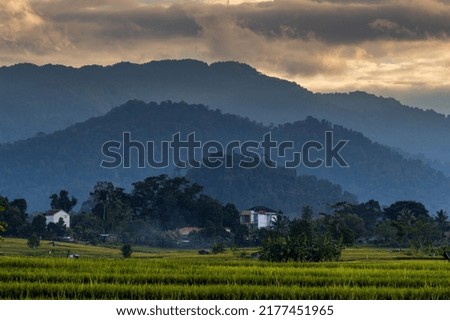 Beautiful green rice terraces in bengkulu, indonesia