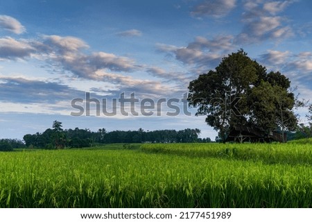 morning view on the road in the green and fertile rice field area and mountains in the early morning. indonesia natural landscape
